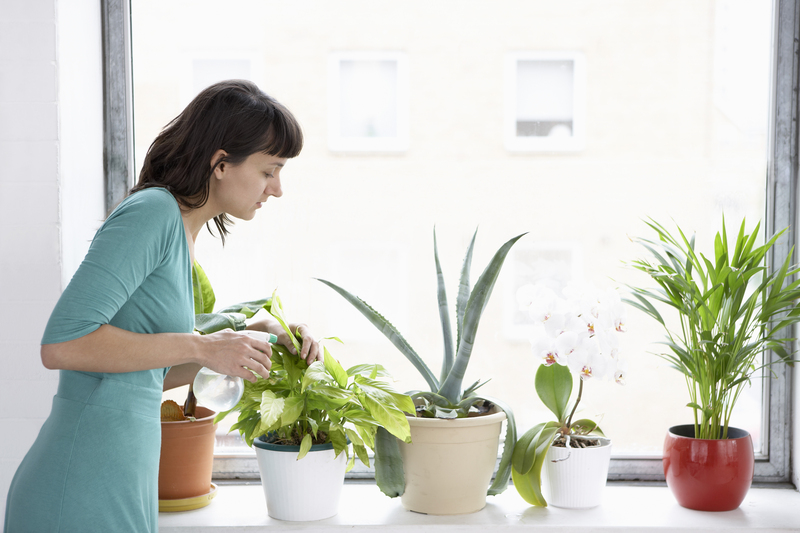 Privacy Solutions: Tall-Potted Plants to Shield Your Space and Enhance Curb Appeal